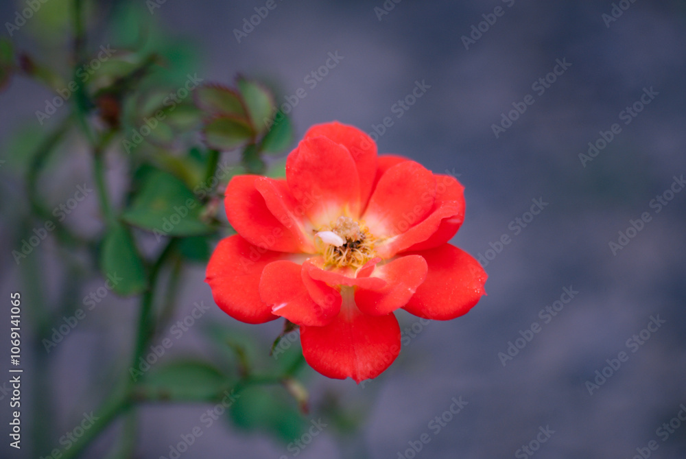 Beautiful coral rose in bloom with blurred background Beautiful coral rose in bloom with blurred background