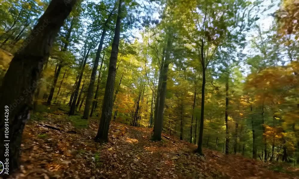 Aerial fpv racing drone flying over through the colorful branches of beech trees in a forest in autumn Aerial fpv racing drone flying over through the colorful branches of beech trees in a forest in autumn