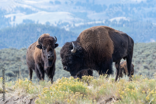 Two buffalo are standing in a field