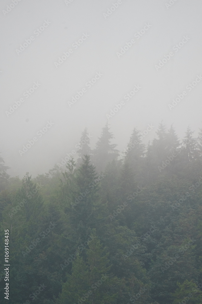 Moody fog over Pacific Northwest forest of pine trees on Mount Hood Oregon Moody fog over Pacific Northwest forest of pine trees on Mount Hood Oregon