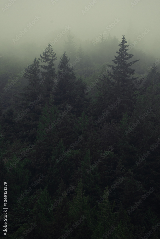 Moody fog over Pacific Northwest forest of pine trees on Mount Hood Oregon Moody fog over Pacific Northwest forest of pine trees on Mount Hood Oregon