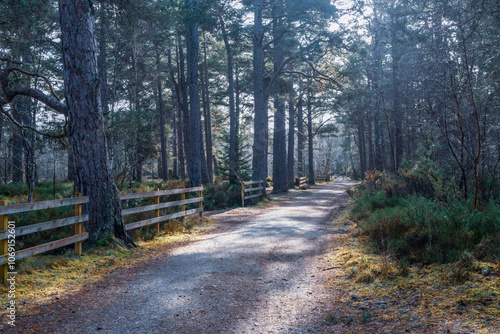 Walking around Rothiemurchus Forest and Loch an Eilein photo