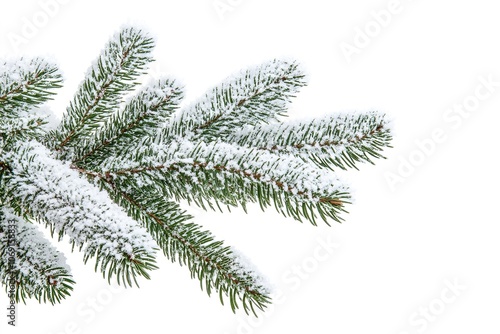 Snow dusted fir branch isolated on white background