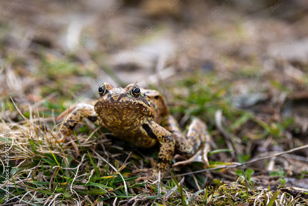 Obraz premium Frosch in der Bergwiese