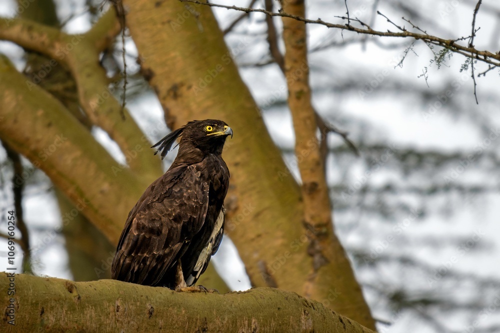 Long Crested Eagle on a tree branch with blurry bright sky in the background Long Crested Eagle on a tree branch with blurry bright sky in the background