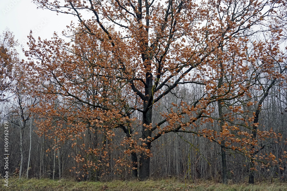 Autumn in November. Oak grove on a cloudy gloomy day. The charm of nature. Autumn in November. Oak grove on a cloudy gloomy day. The charm of nature.