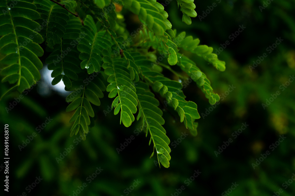 Rain-soaked tamarind leaves on the hilltops create a unique background. Rain-soaked tamarind leaves on the hilltops create a unique background.