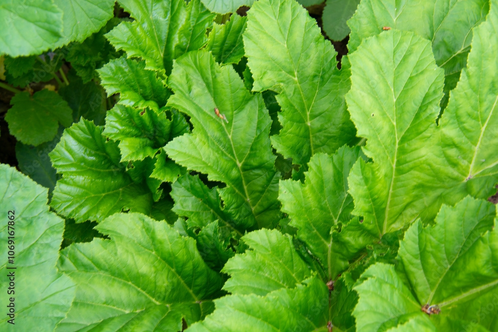 Green leaves. Suitable for creating backgrounds Green leaves. Suitable for creating backgrounds