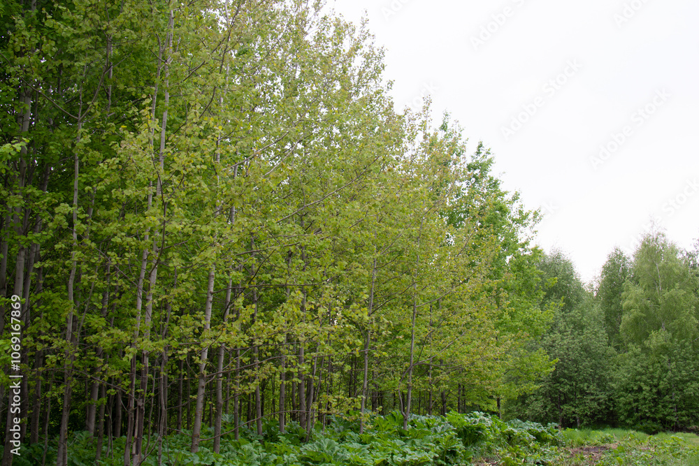 In the spring forest. Beautiful landscape. Suitable as background In the spring forest. Beautiful landscape. Suitable as background