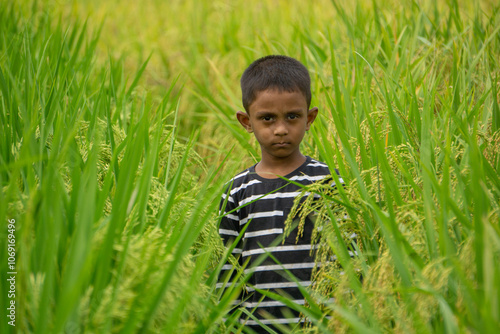 A child in the middle of a paddy field. A child is walking through the paddy fields on both sides. Village children in Bangladesh play in the field. 