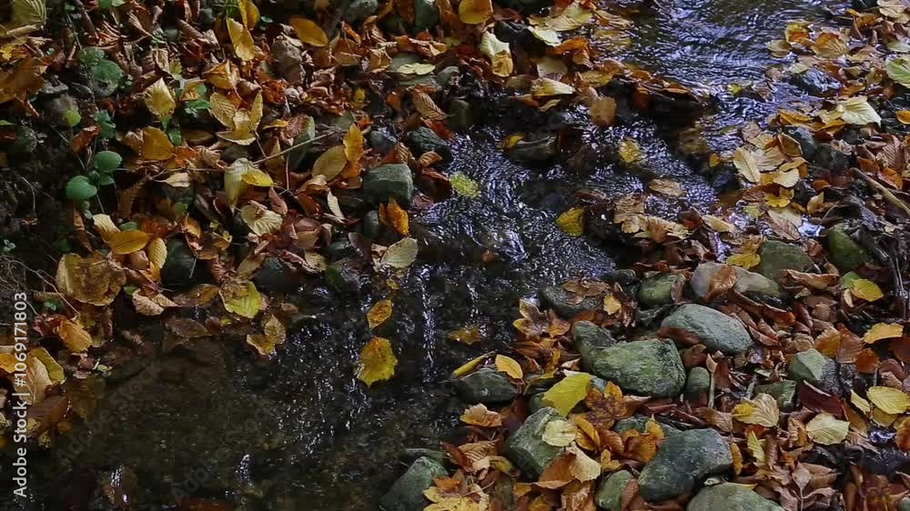 Small creek water surface covered with fallen yellow leaves in autumn Small creek water surface covered with fallen yellow leaves in autumn