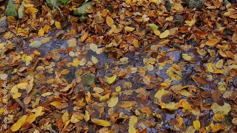 Small creek water surface covered with fallen yellow leaves in autumn Small creek water surface covered with fallen yellow leaves in autumn