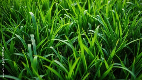 Lush green grass background perfect for nature-themed designs, growth, vibrant
