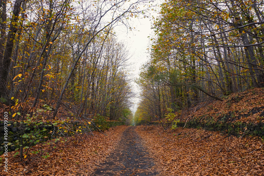 Etna Woods in Autumn Season (Mount Etna - Catania - Sicily - Italy) Etna Woods in Autumn Season (Mount Etna - Catania - Sicily - Italy)
