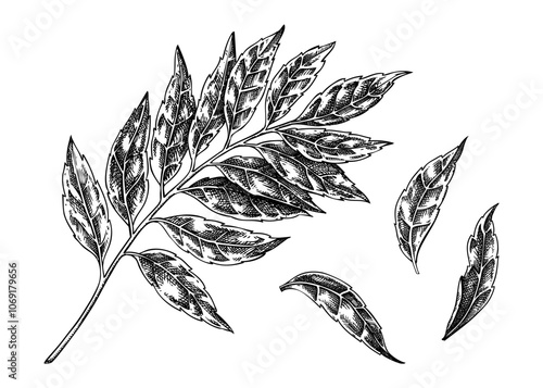 Curry plant leaves sketch. Kitchen spice drawing. Indian herbs and spices hand-drawn vector illustration. NOT AI generated