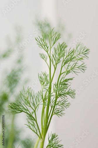 Fresh dill with soft green leaves closeup. photo