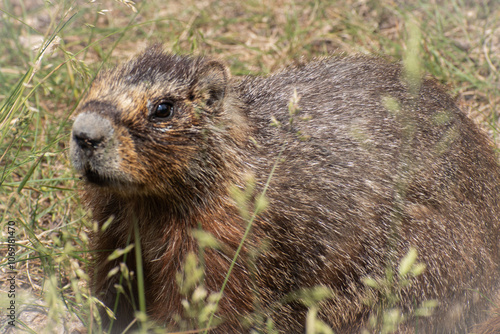 Yellow bellied marmot closeup photo