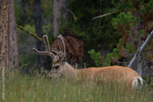 Mule deer buck in velvet