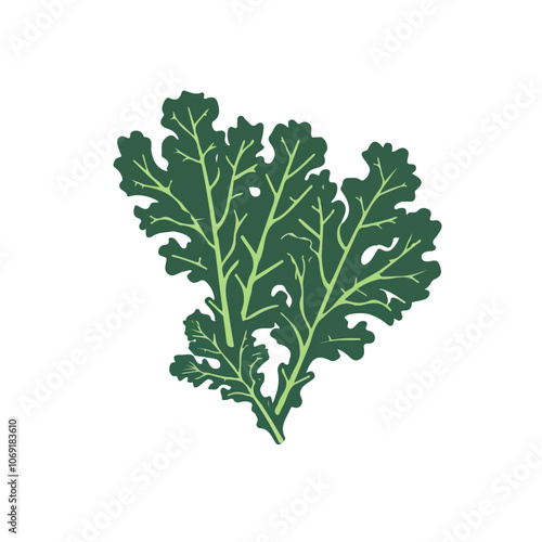 2D flat vector illustration kale icon isolated on a white background.

