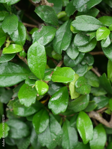 Green plant