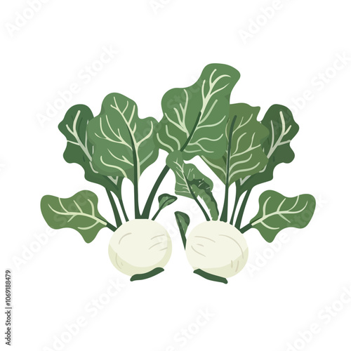 2D flat vector illustration kohlrabi greens icon isolated on a white background.

