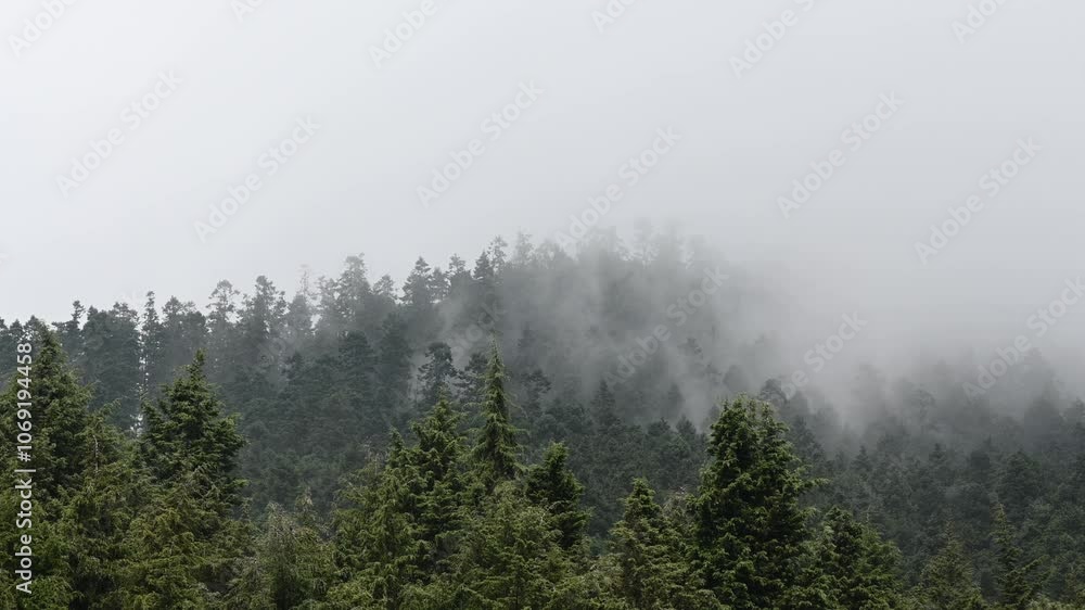 Low hanging fog creates a moody atmosphere as it envelops the mountainside covered with coniferous trees Low hanging fog creates a moody atmosphere as it envelops the mountainside covered with coniferous trees