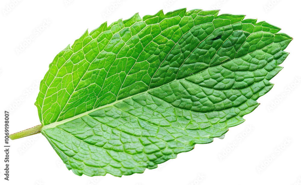 PNG Macro photo of a fresh mint leaf plant herbs white background. PNG Macro photo of a fresh mint leaf plant herbs white background.