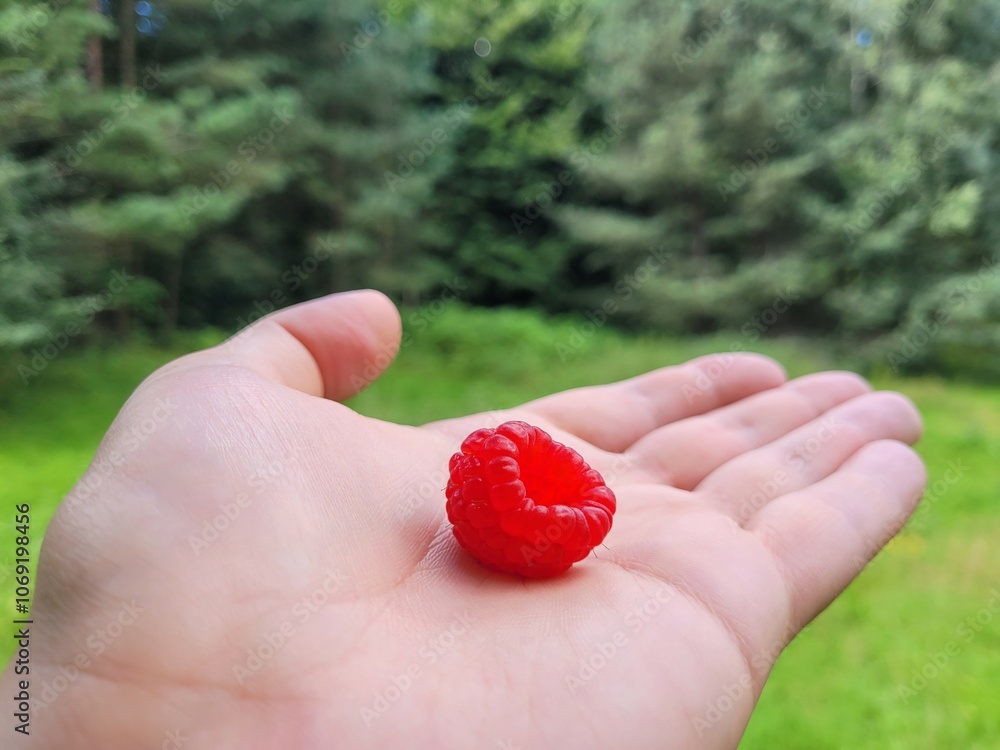 One sweet raspberry for yummy taste. One sweet raspberry for yummy taste.