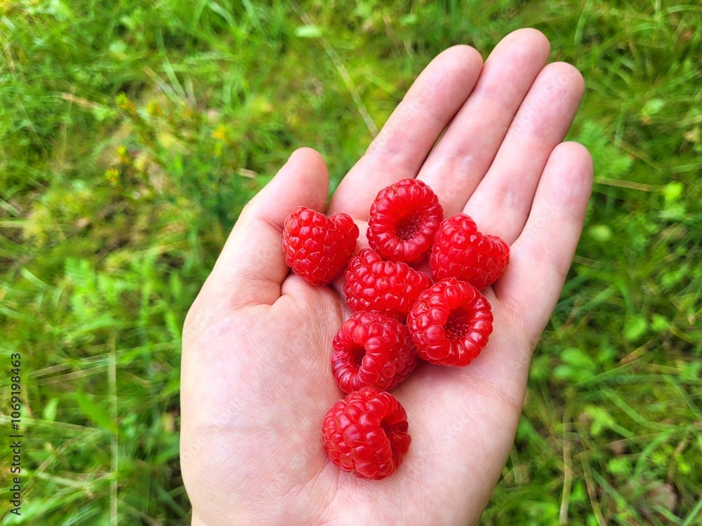 Pile of sweet raspberries on hand. Pile of sweet raspberries on hand.