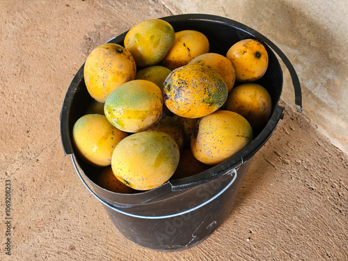 Lots of ripe mangoes in the bucket. healthy concept. fruit.