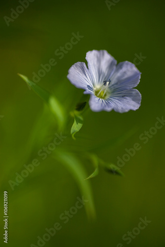 Zarte hellblaue Leinblüte