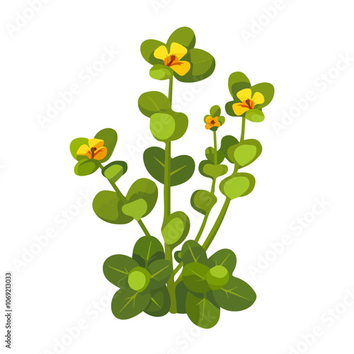 2D flat vector illustration purslane icon isolated on a white background.

