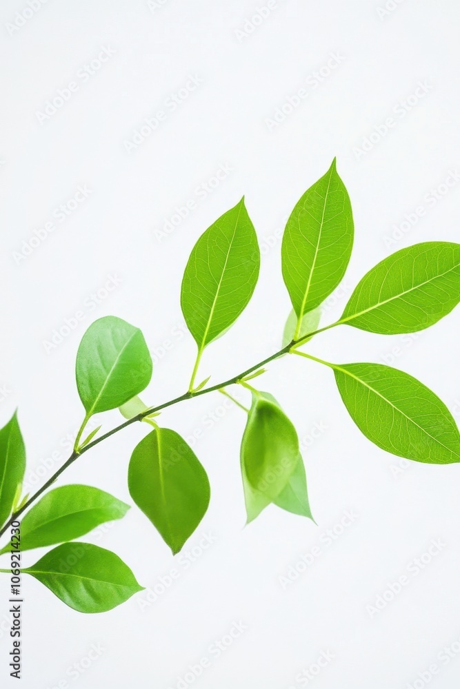 Vibrant green leaves on a branch against a plain background Vibrant green leaves on a branch against a plain background