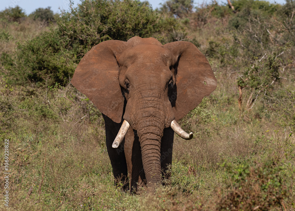 One elephant bull walking in the bush straight to the camara One elephant bull walking in the bush straight to the camara