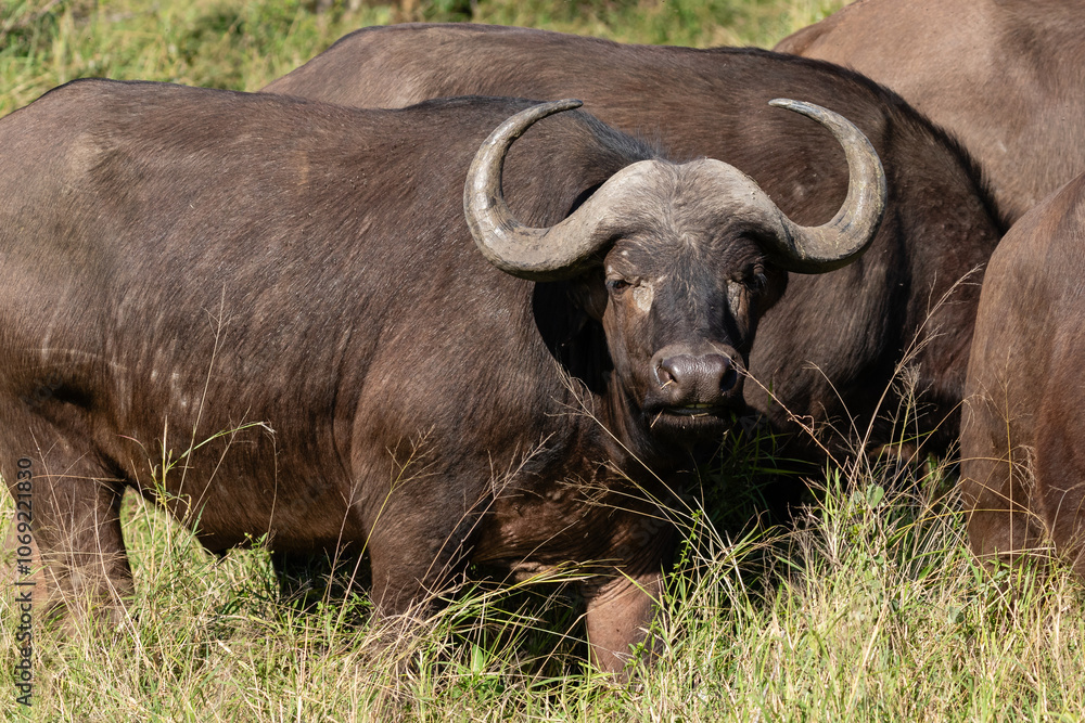Obraz premium The head of a Cape buffalo with its curved horns