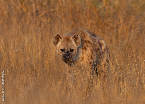 One spotte hyaena walking in long grass photo