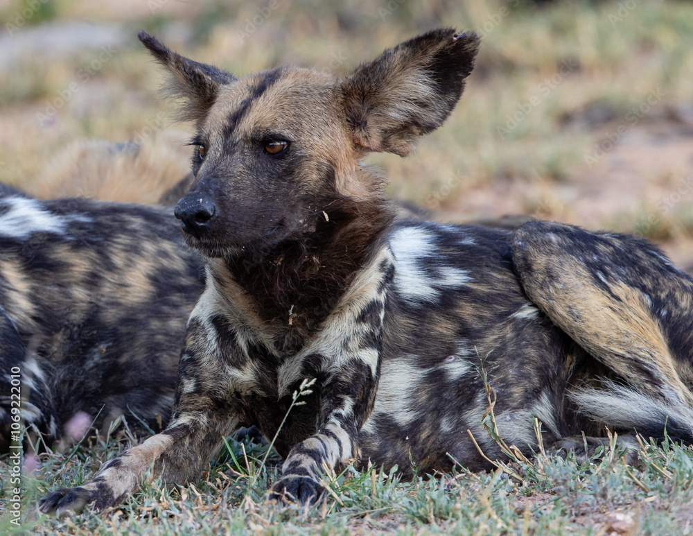 Portrait of an African wild dog resting in the shade Portrait of an African wild dog resting in the shade