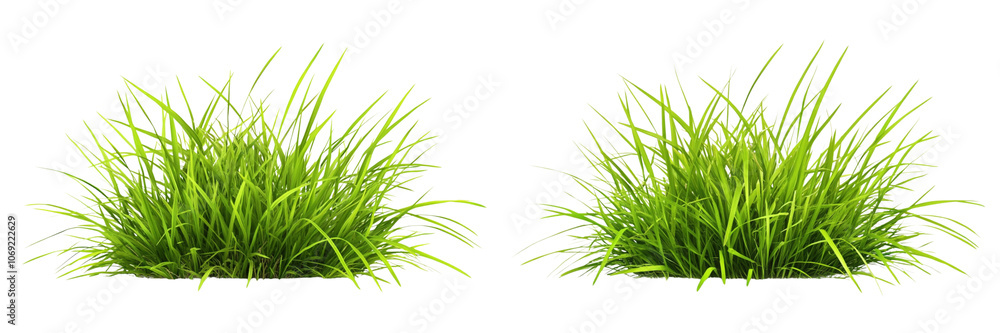 Obraz premium Set of A green the grass plant. on a transparent background, cutout PNG file 