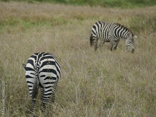 Two plains zebras grazing on dry grass in the african savanna