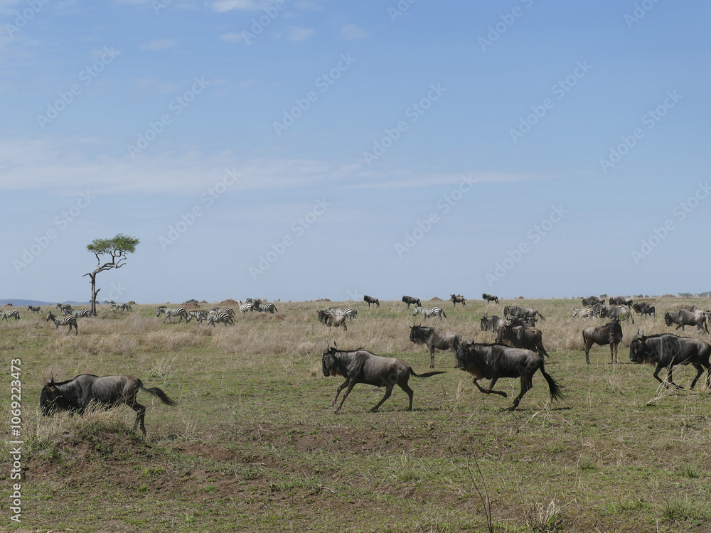 Wildebeest herd running through african savanna grassland Wildebeest herd running through african savanna grassland