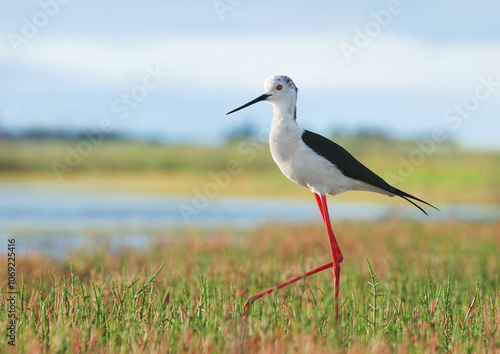 Black-winged Stilt, ходулочник