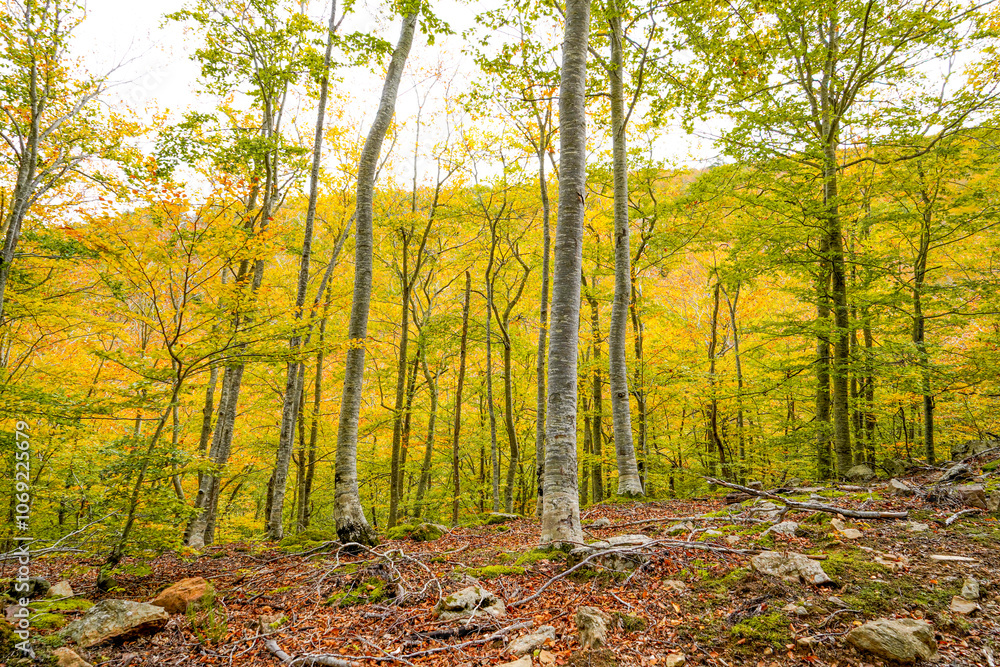 Obraz premium BEECH FOREST IN AUTUMN