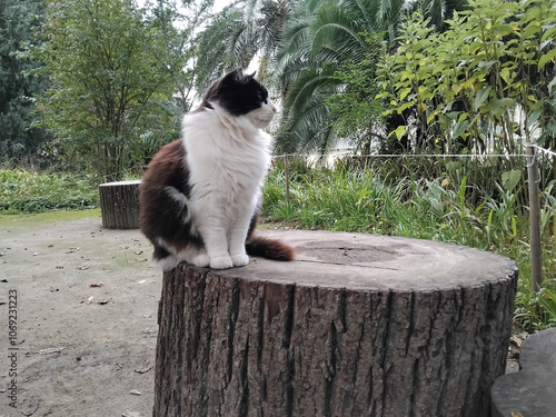 The French noble cat, Le noble chat français