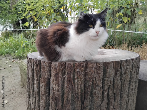 The French noble cat, Le noble chat français 