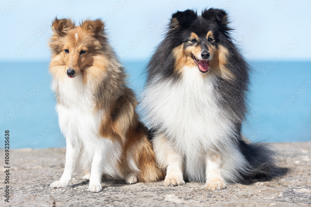 Summer portrait of two black sable and white shetland sheepdog. Cute little lassie, sheltie, collie sitting outdoors on a beach with background of blue sky. Charming sheltie on hot summer weather Summer portrait of two black sable and white shetland sheepdog. Cute little lassie, sheltie, collie sitting outdoors on a beach with background of blue sky. Charming sheltie on hot summer weather