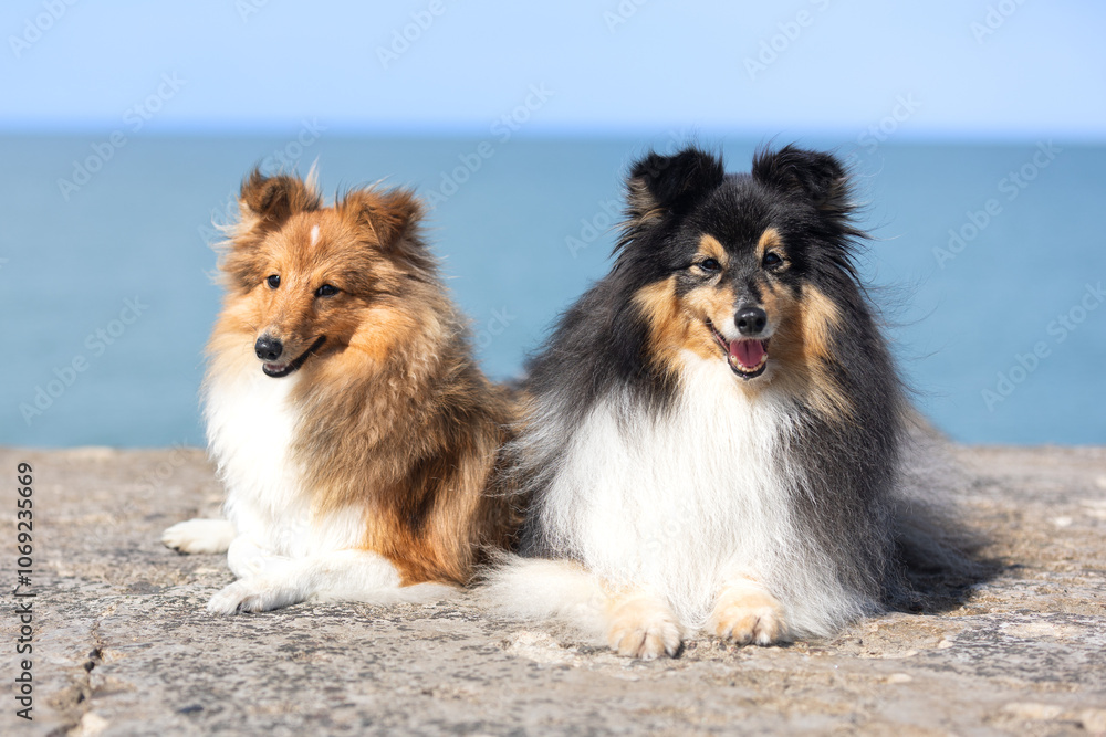Summer portrait of two black sable and white shetland sheepdog. Cute little lassie, sheltie, collie sitting outdoors on a beach with background of blue sky. Charming sheltie on hot summer weather Summer portrait of two black sable and white shetland sheepdog. Cute little lassie, sheltie, collie sitting outdoors on a beach with background of blue sky. Charming sheltie on hot summer weather