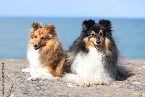 Summer portrait of two black sable and white  shetland sheepdog. Cute little lassie, sheltie, collie sitting outdoors on a beach with background of blue sky. Charming sheltie on hot summer weather
