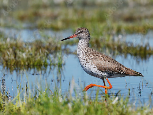 Common Redshank2