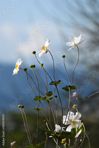 Japanese anemone ( Anemone hupehensis ) flowers. Ranunculaceae perennial plants. Red and white flowers bloom on tall stems in autumn. photo