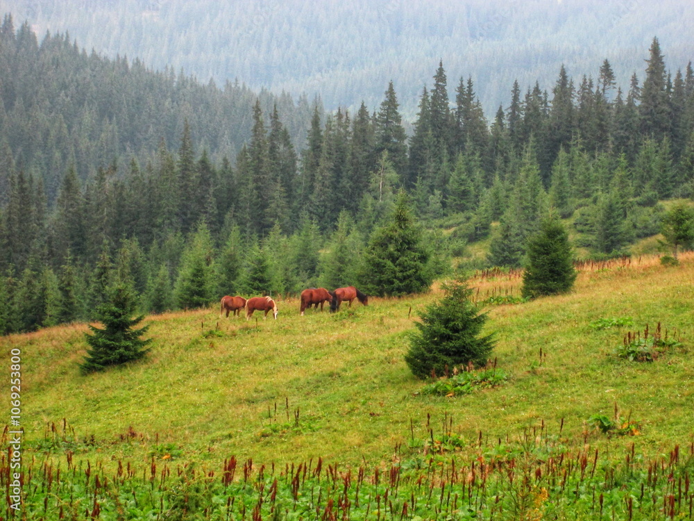 A green mountain pasture with grazing horses A green mountain pasture with grazing horses